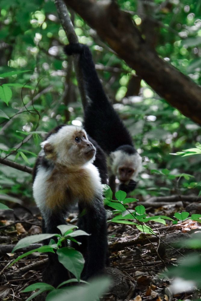 A capuchin monkey standing on the ground in a lush tropical forest with her head partially turned and looking upwards. There is a juvenile capuchin investigating a stick in the background.