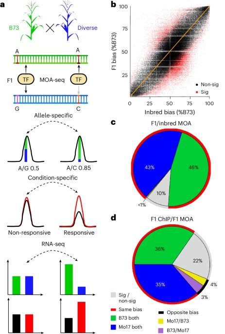 Pan-cistrome of the maize leaf under well-watered and drought conditions profiled by haplotype-specific MOA-seq highlights the relevance of transcription factor binding QTLs for understanding phenotyp...