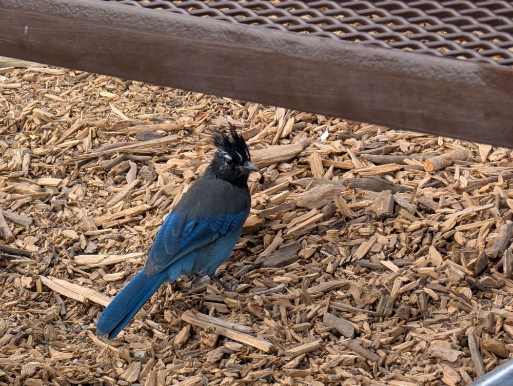 A Steller's Jay under a picnic table