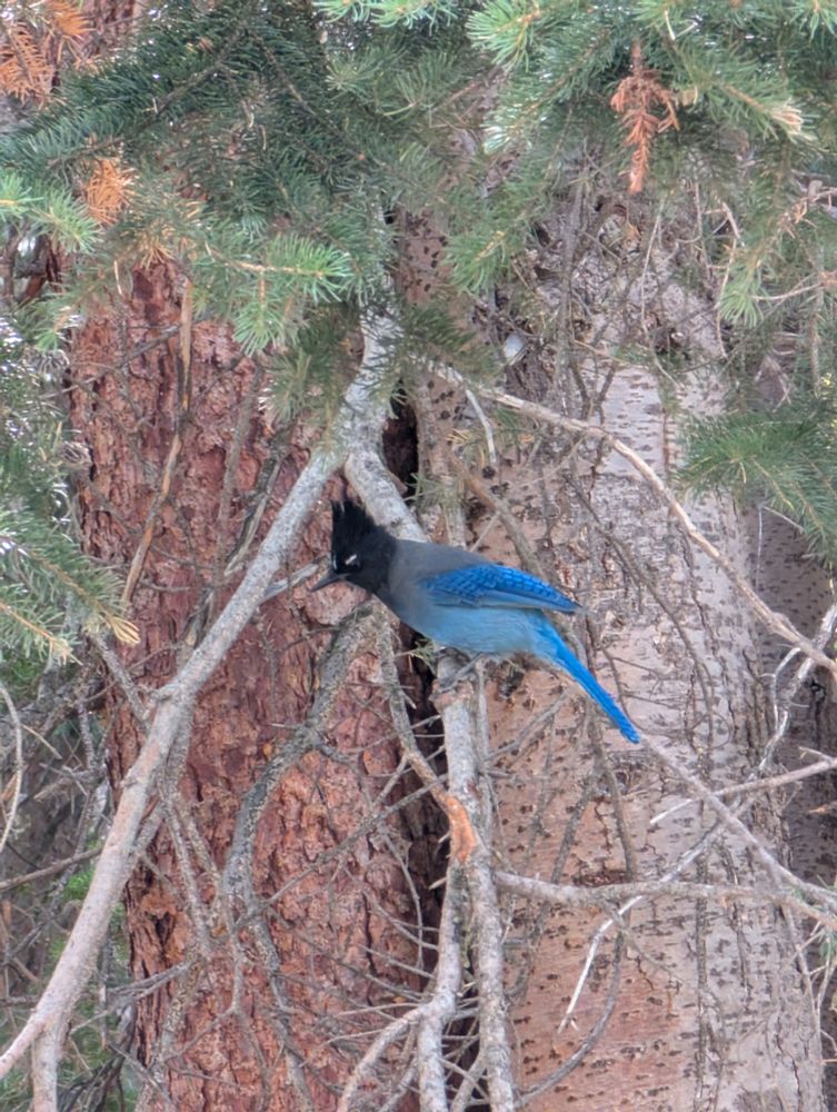 A Steller's Jay in a tree 
