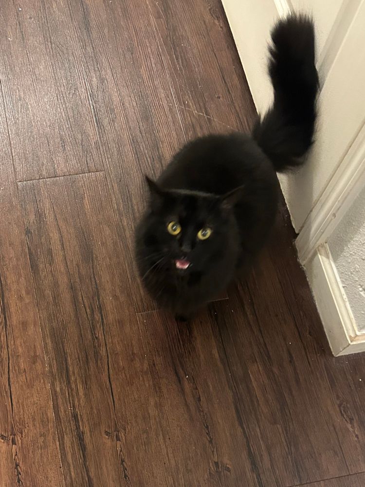 An ungrateful, furry black cat with yellow eyes and a pink tongue and little white teeth screaming up at the camera while sat on a brown composite wood floor.