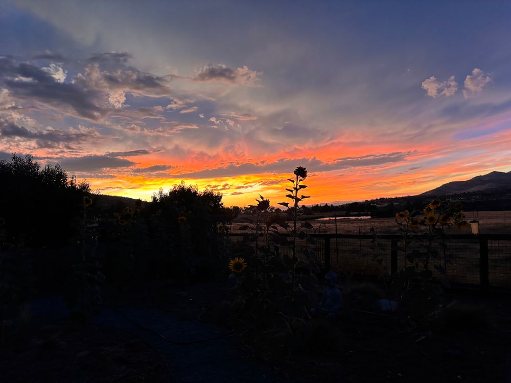 Sunset with a sunflower in the foreground and hills and trees in the background 