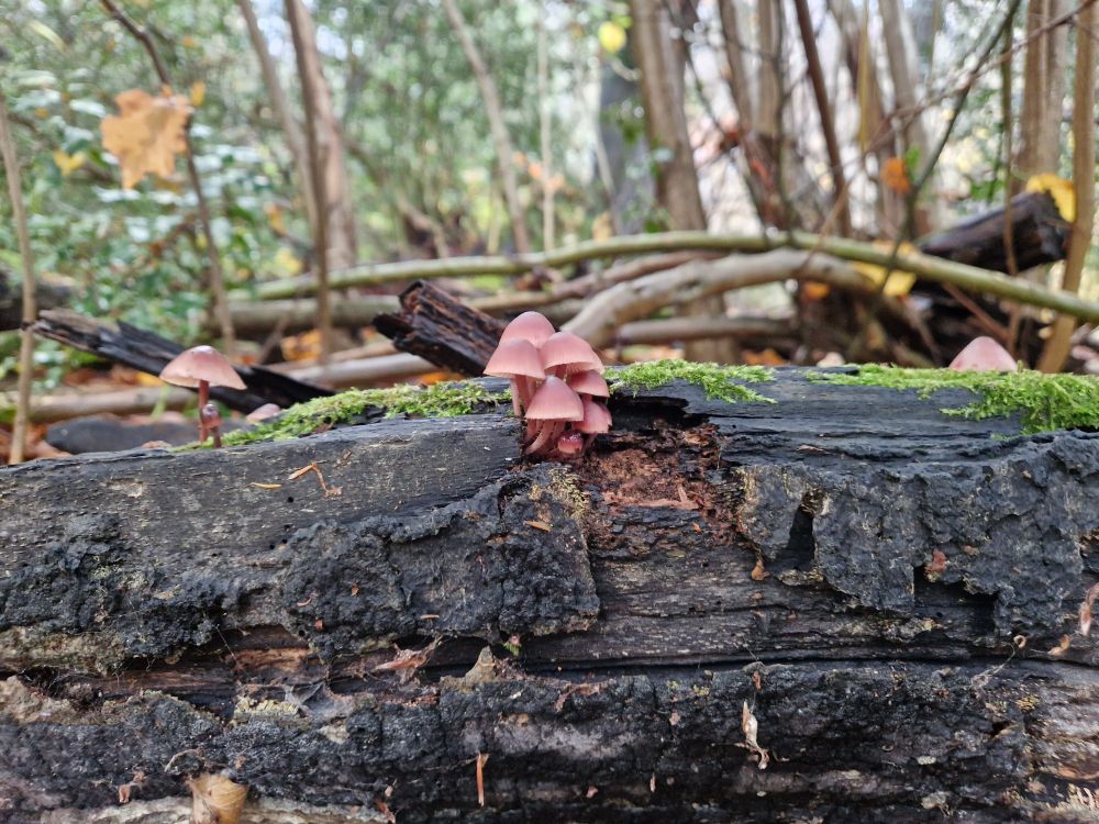 A cool clump of funky pink mushrooms on a tree trunk. 