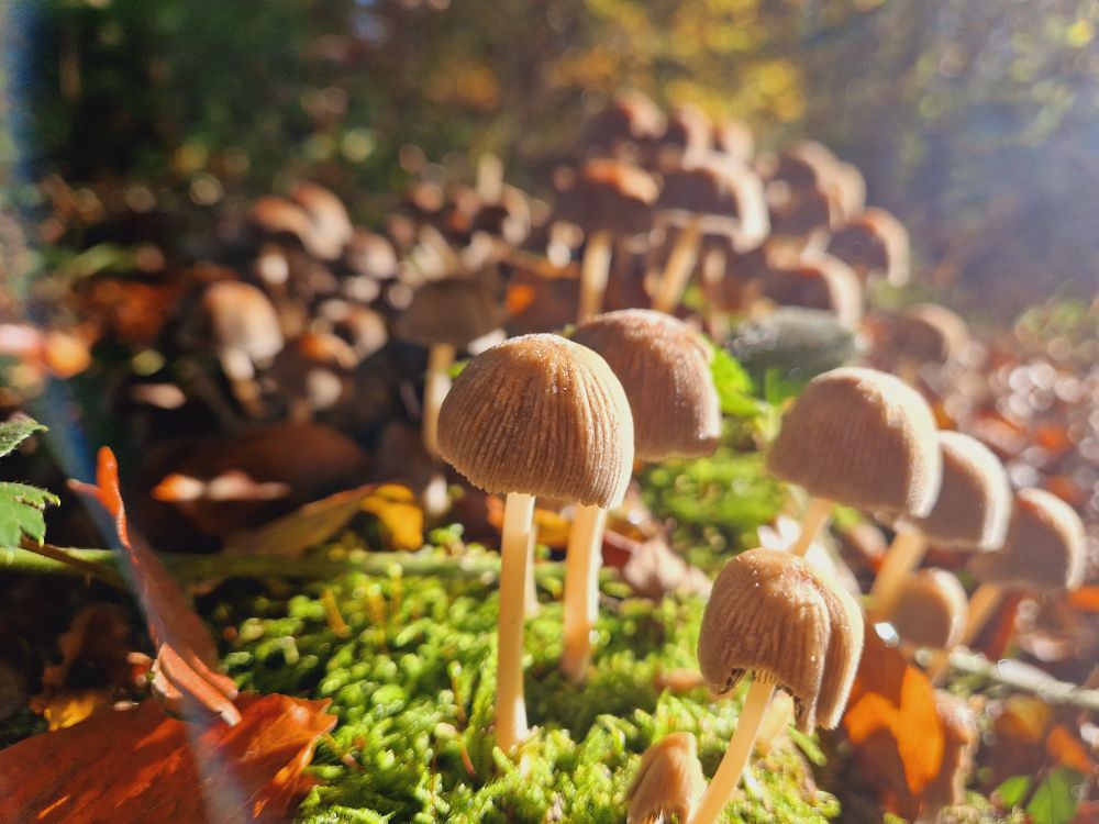 A funky mossy log covered with teeny cute little mushrooms and autumn leaves.