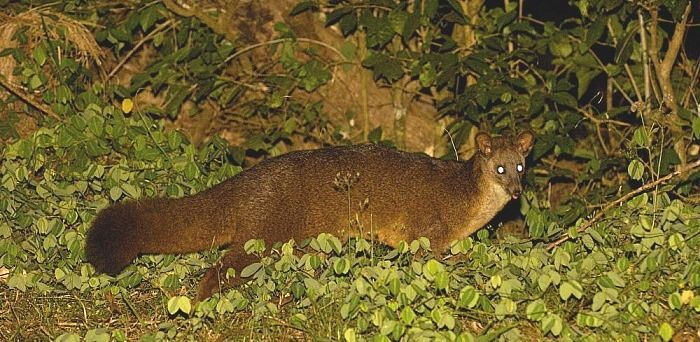 Photograph of a falanouc. How is its head so pointy and its tail so fat?