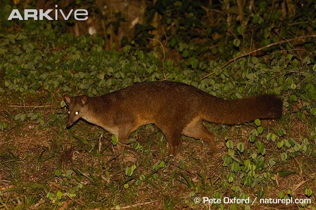 Photograph of a falanouc. Its eyes are glowing in the flash. 