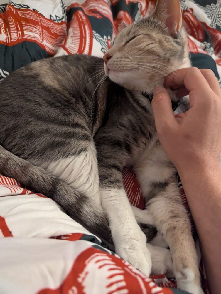 Gray Kitty on a blanket gets scritches