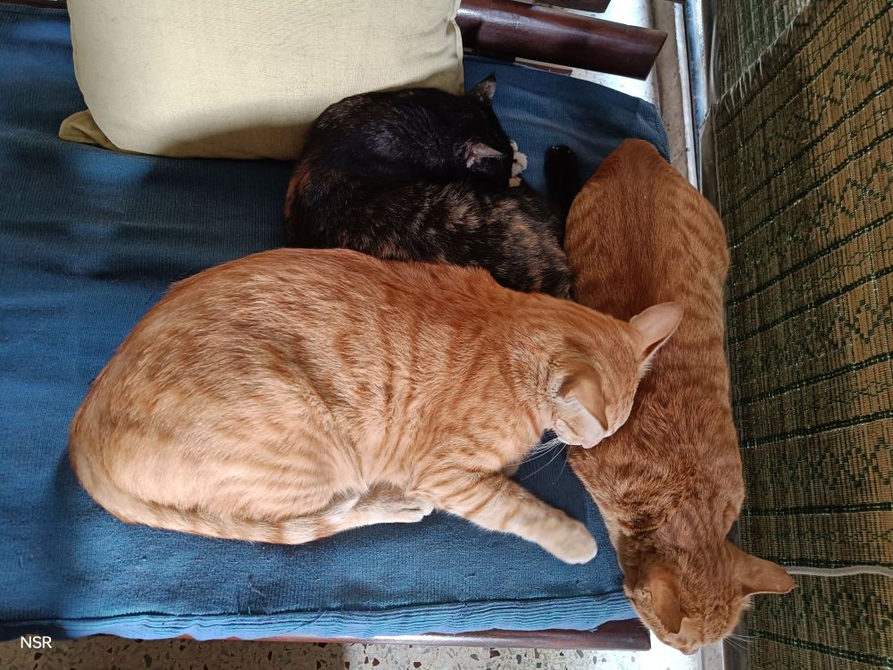 Two gingers and one black-and-gold cat, squished up together on the sofa.