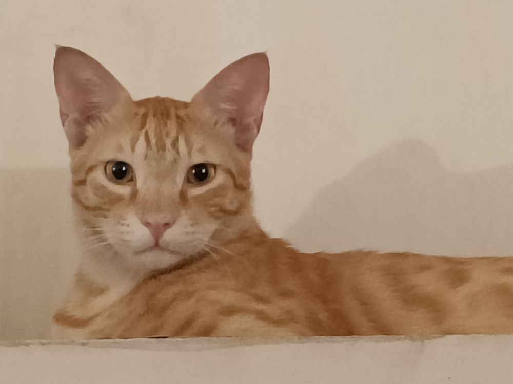 Magnus Musafir: 100 per cent will disrupt the next Zoom meeting.