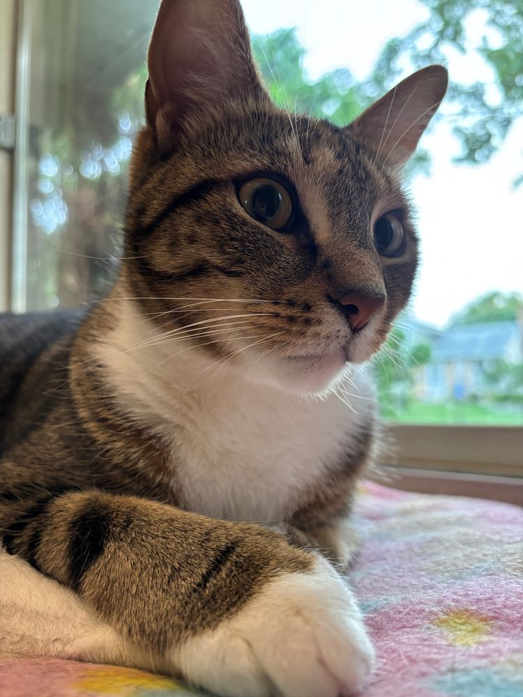 A brown and white tabby cat lying on a blanket by a window with a startled expression on his face.