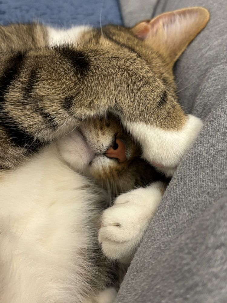 A brown and white tabby cat covering his eyes with his paw.