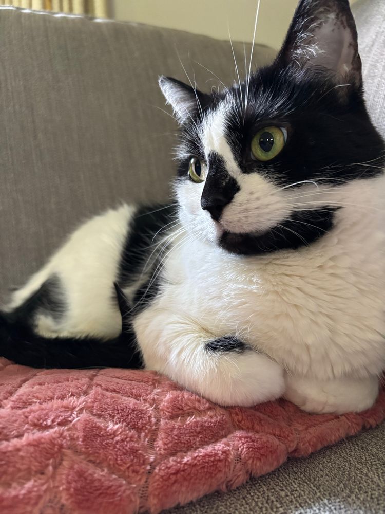 A white and black cat reclining on a pink blanket with her paws folded under her.