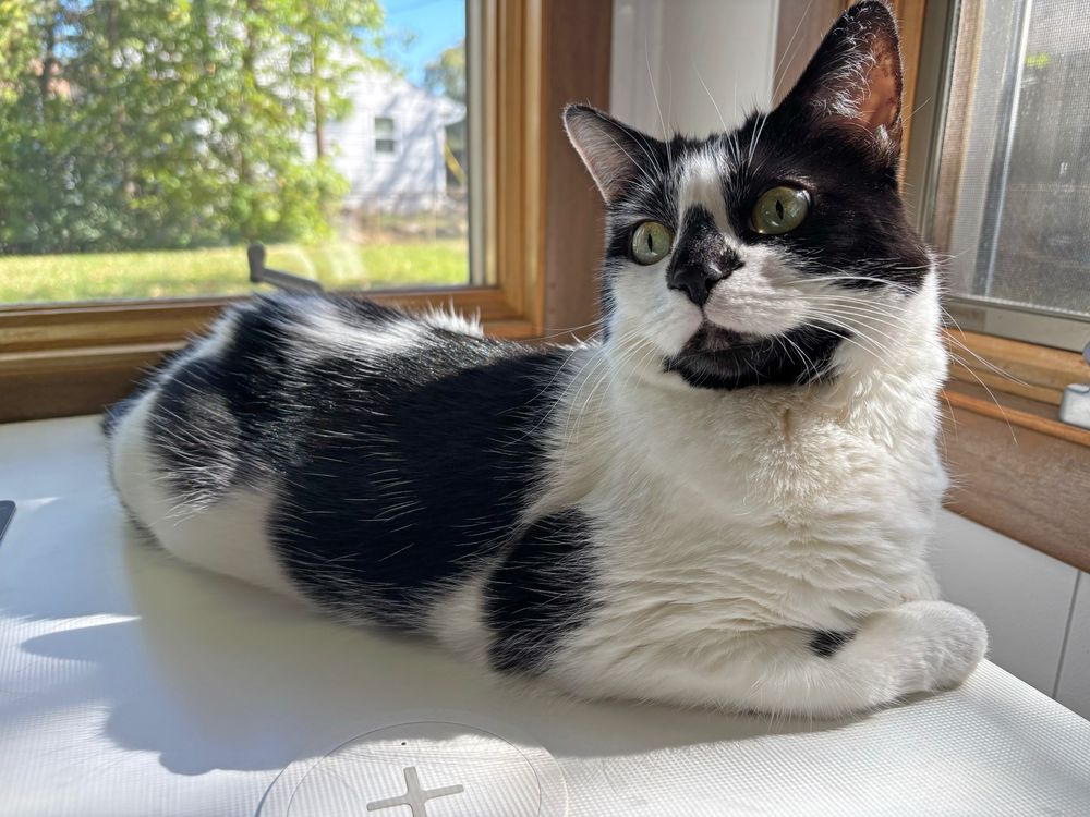 A white and black cat lying on a desk by some windows on a sunny day.