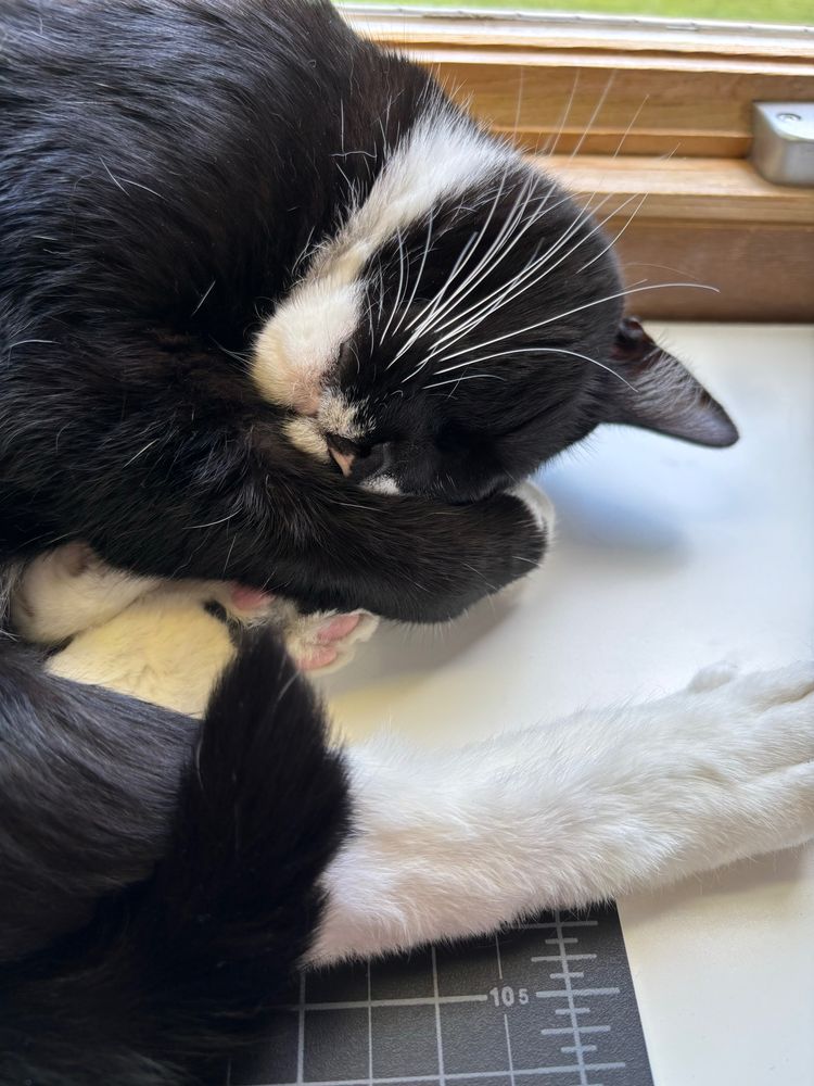 Black and white cat sleeping on a desk.