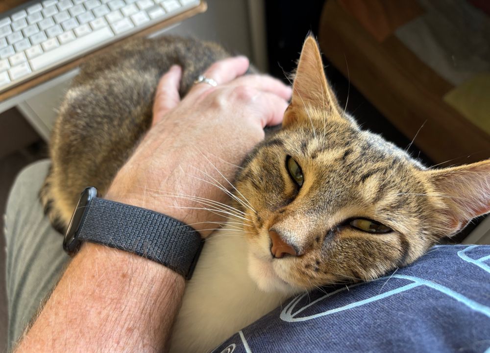 A brown, tan and white tabby cat lying on/snuggling up to a person's lap with that person's arm around him.