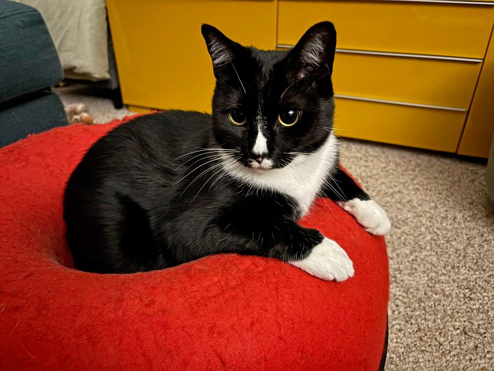 Black and white tuxedo cat lying on a red Catassaurus Cat Cave.