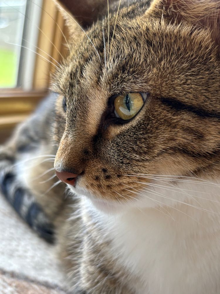 A close up of a brown tabby cat with yellow eyes.