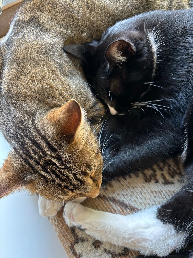 A brown tabby cat and a black and white cat sleeping intertwined on a blanket together.