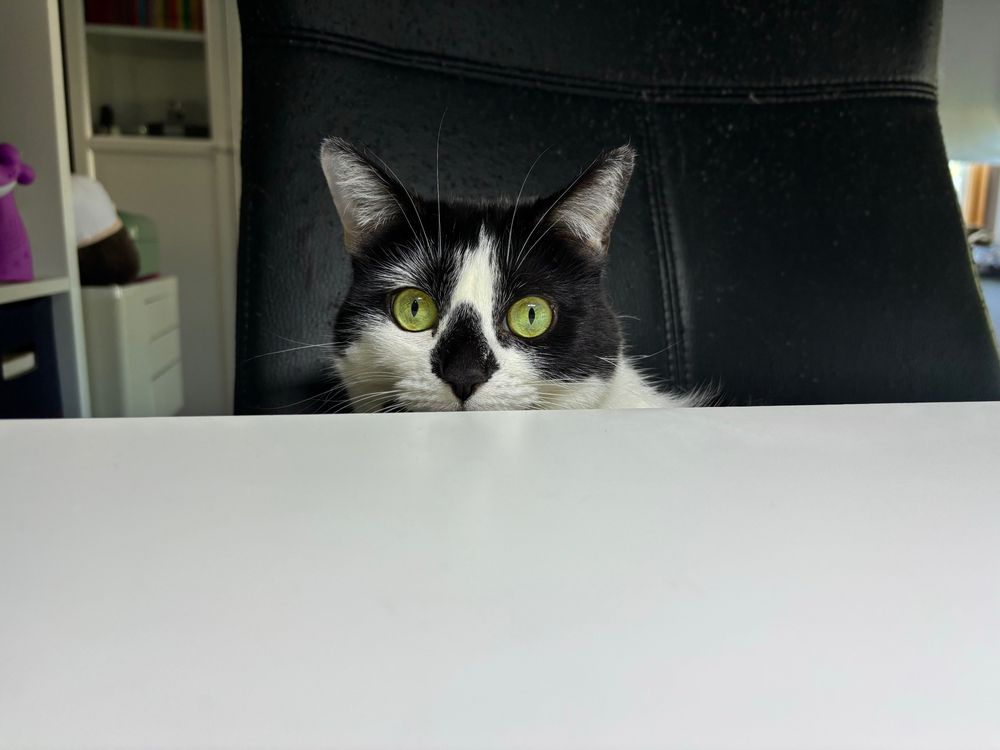 A white and black cat sitting in an office chair, looking out over a white desk, a look of surprise on her face.