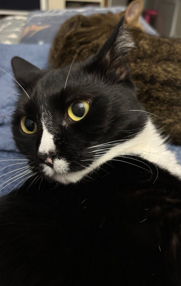A black and white cat with a startled expression on his face.
