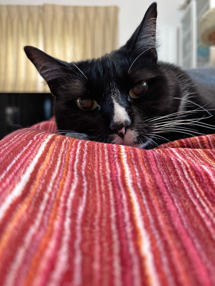A black and white cat lying on a red striped blanket and looking at the camera.