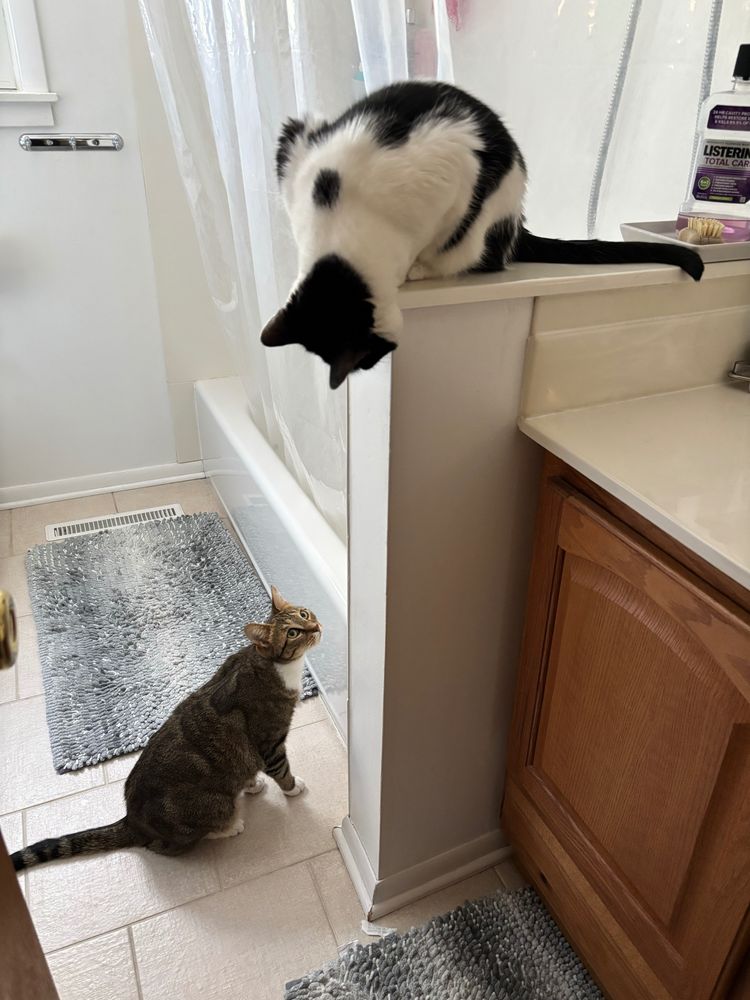 Two cats in a bathroom, one on the floor, one up on a short shower wall.