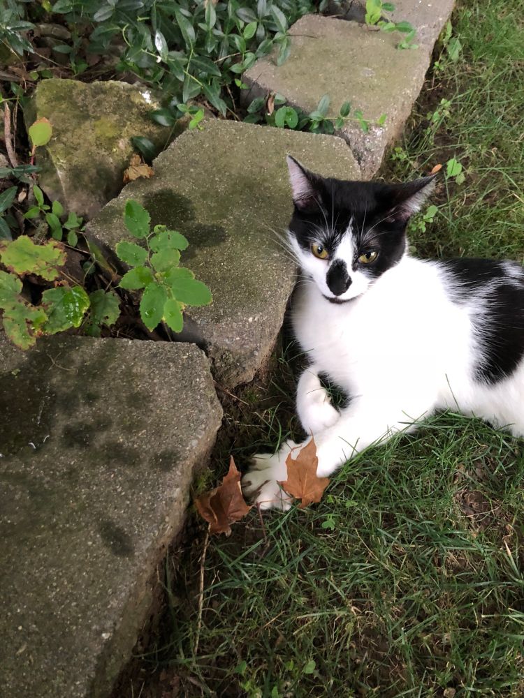 A black and white kitten lying in grass against some decorative concrete "stones."