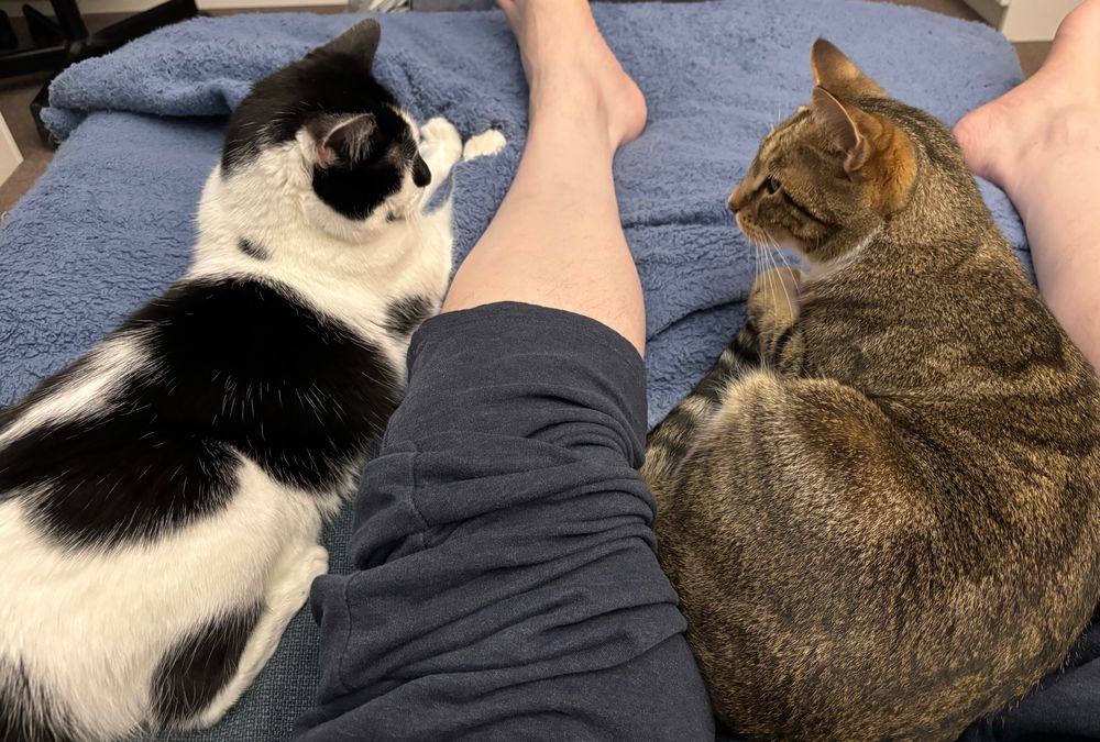 A black and white cat and a brown tabby cat lying up against a person's legs on a blue blanket.