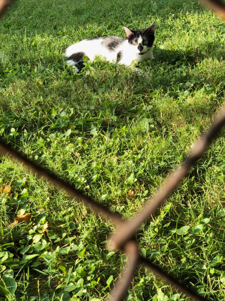 A black and white kitten lying in grass, as seen through a chain link fence.