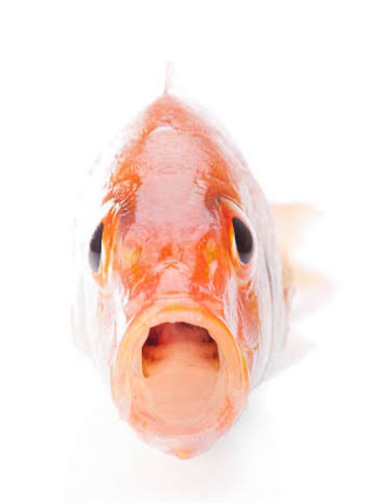 an orange fish facing the camera with its mouth wide open. the sides of the fish cannot be seen because it is narrow, but its fins and tail are just visible 