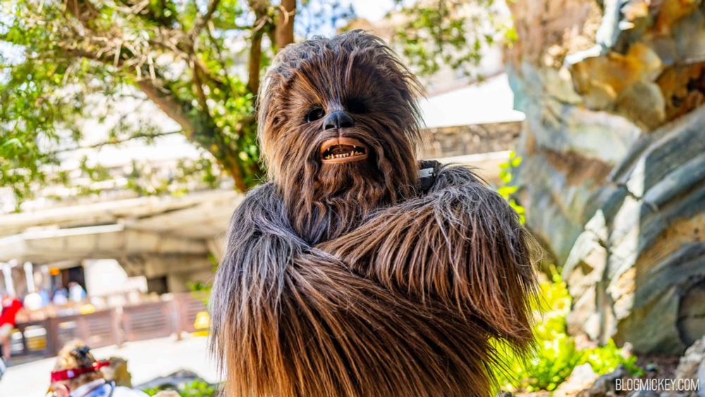 Traditional, Shaded Meet and Greet for Chewbacca This Summer in Galaxy's Edge