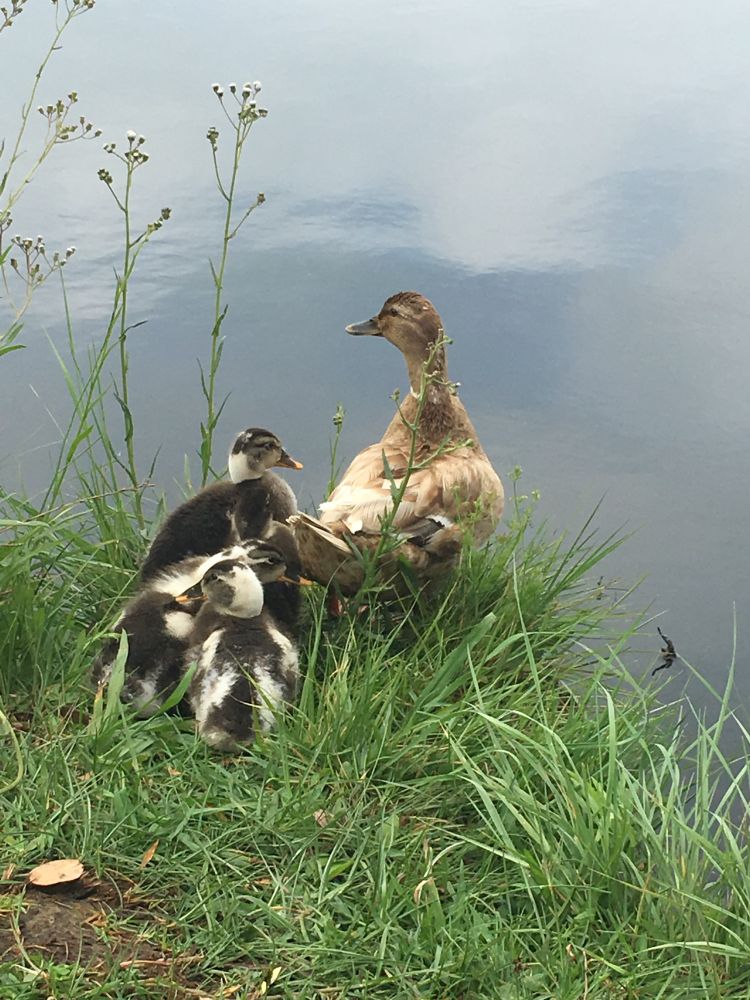 Dick and ducklings 