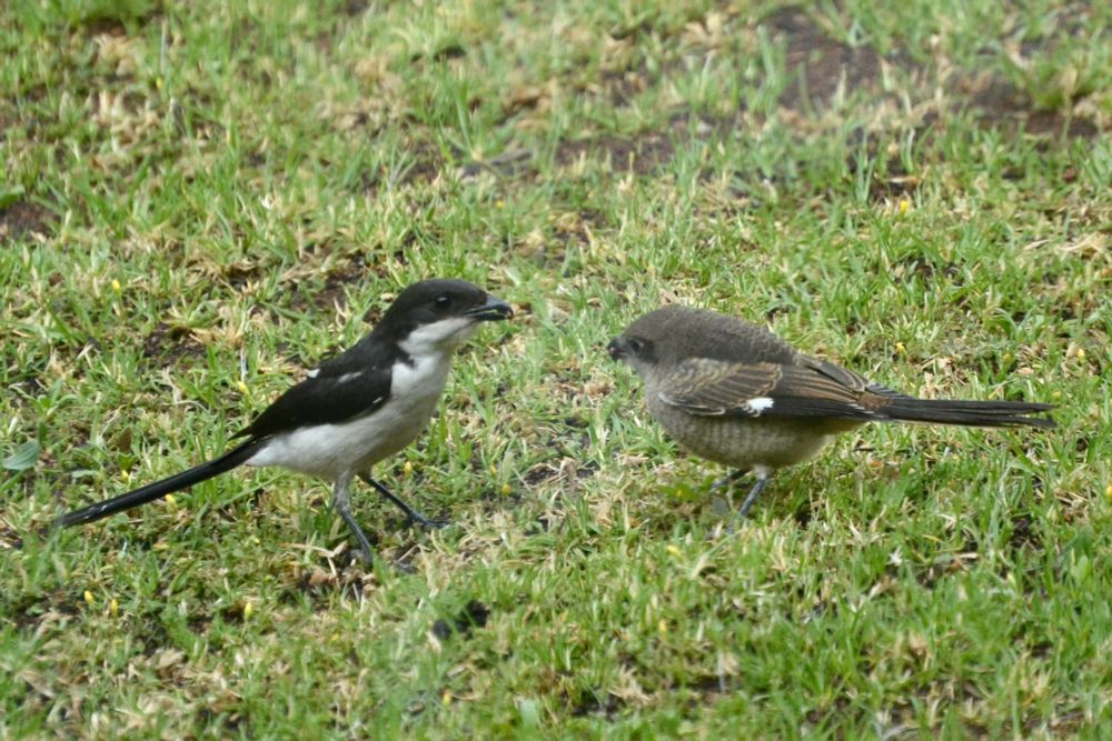 Fiscal Shryke adult and juvenile