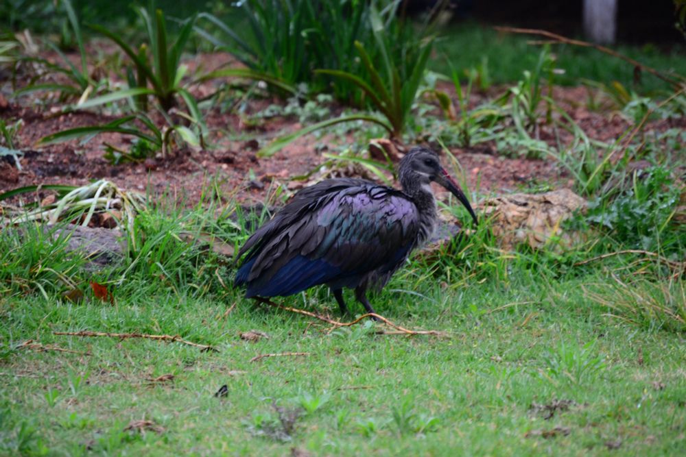 Hadeda Ibis