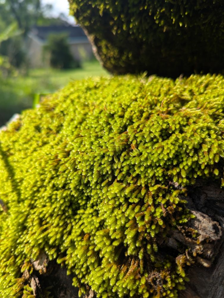 A thick bed of moss covering an old ash log is vibrantly green and full in the morning sunlight