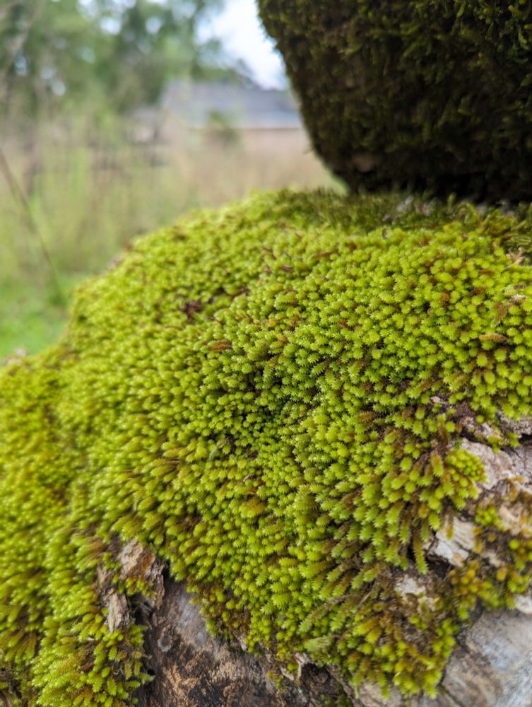 A mat of long green moss growing on the northern side of a log, in the shade of another similarly mossy log
