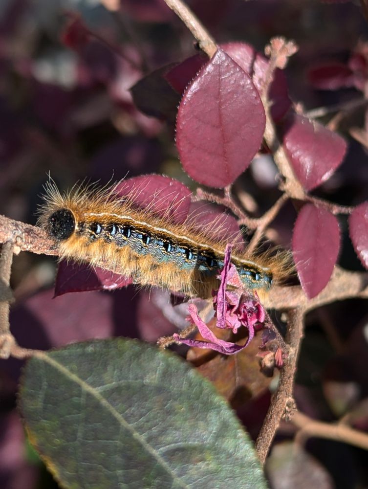 An eastern tent caterpillar on the branch of a shrub about to be trimmed. Its face is a black cap on the end of a black and powder blue body with fuzzy orange hairs. 