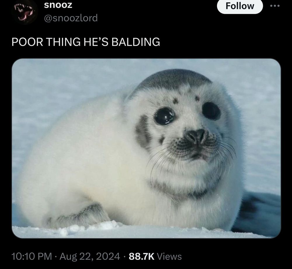 A seal that might be balding with big teary eyes