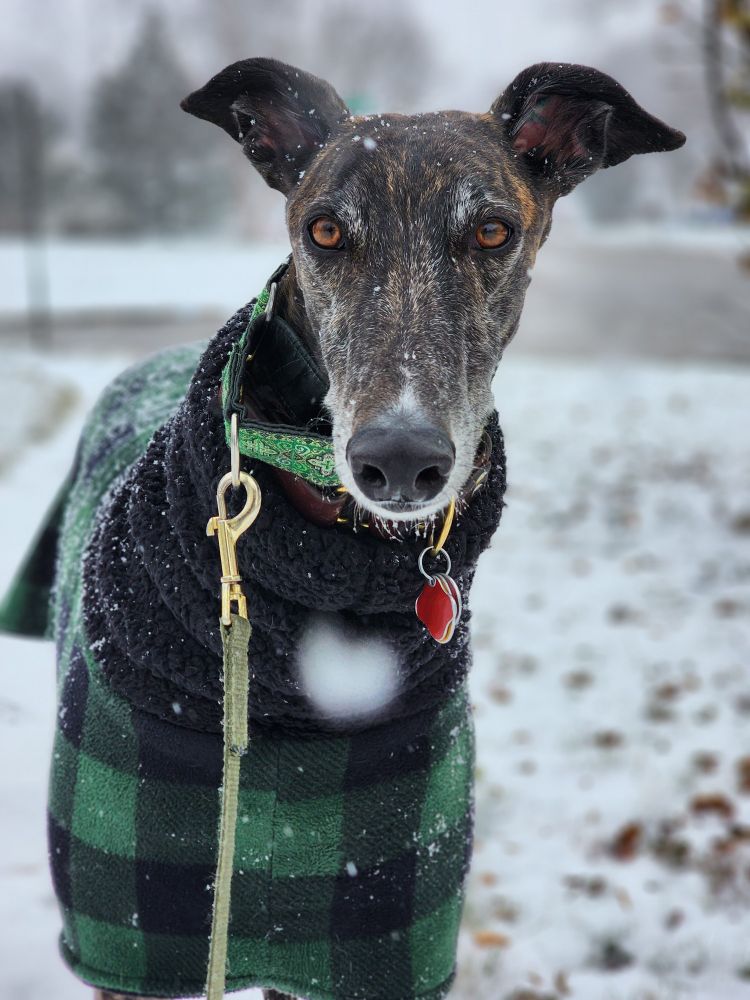 A dark brindle greyhound with medium brown eyes looking towards the camera, ears up. He's wearing a green and black plaid coat and is covered in snow. 
