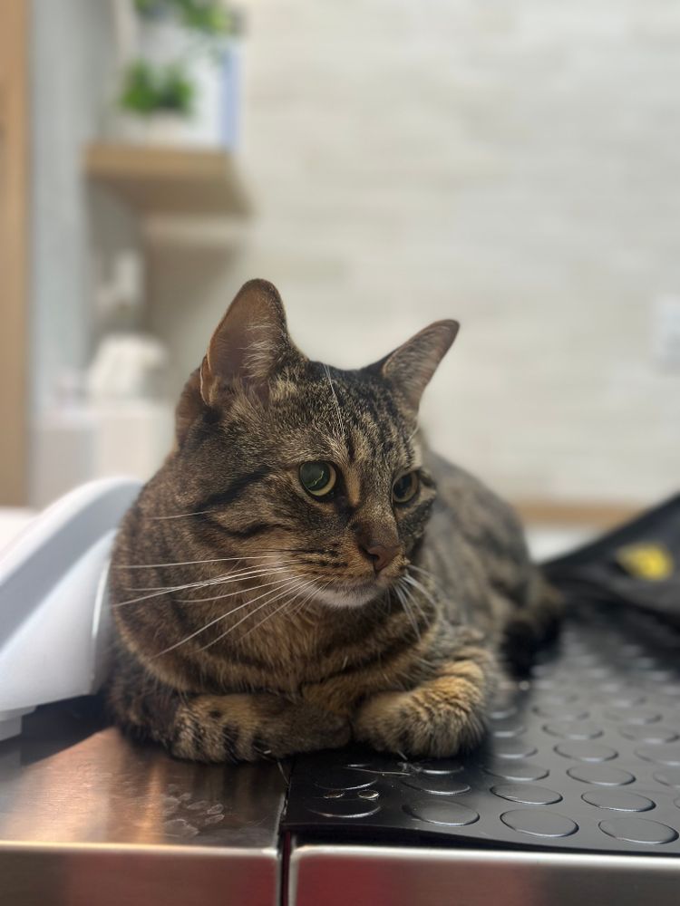 A brown and black tabby cat named Peter is lying on a veterinary exam table. He has large green eyes and is resting with his front paws tucked under his chest. The background is softly blurred, showing a modern, clean veterinary office with white walls and shelves. Peter appears calm but alert.