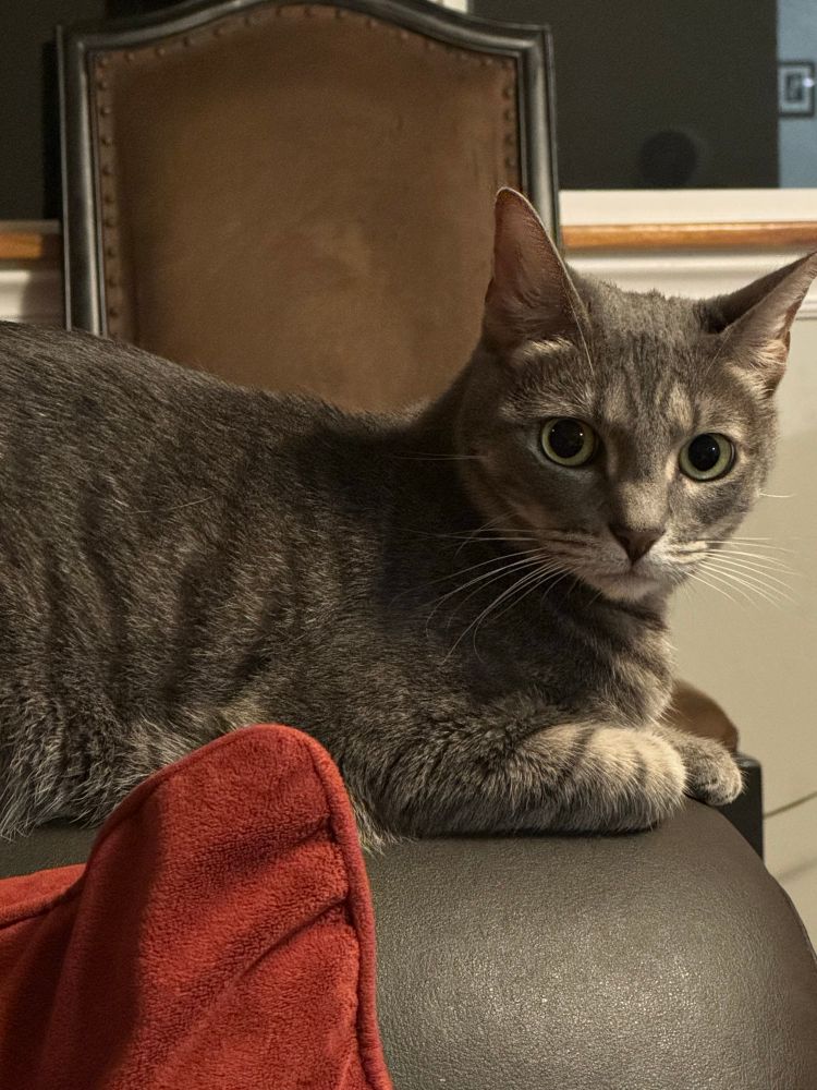 Silver gray tabby cat lounging on the arm of a sofa and looking toward the camera. 