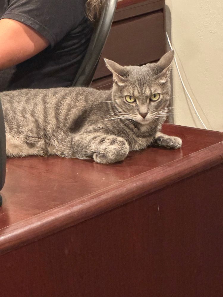 Silver gray tabby lounging on a desk. 