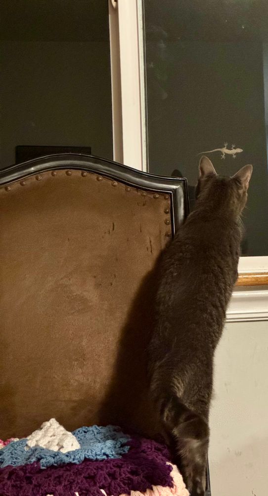 Cat stands on chair looking through window at gecko 