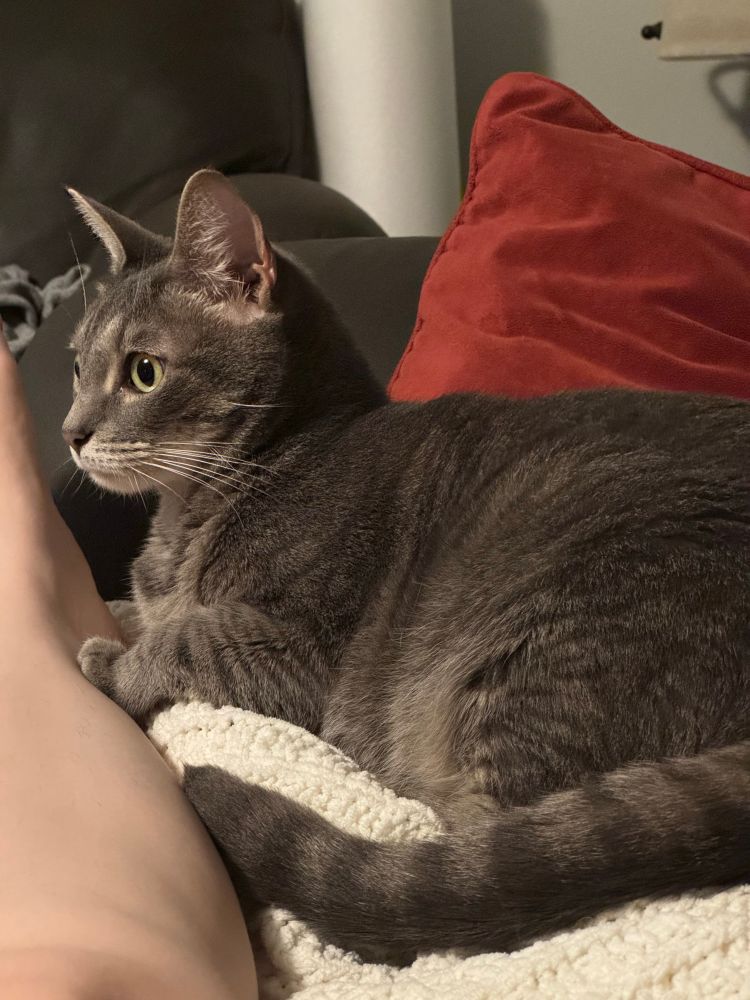 Silver gray tabby lounging on a sofa next to the pale leg of the photographer. 