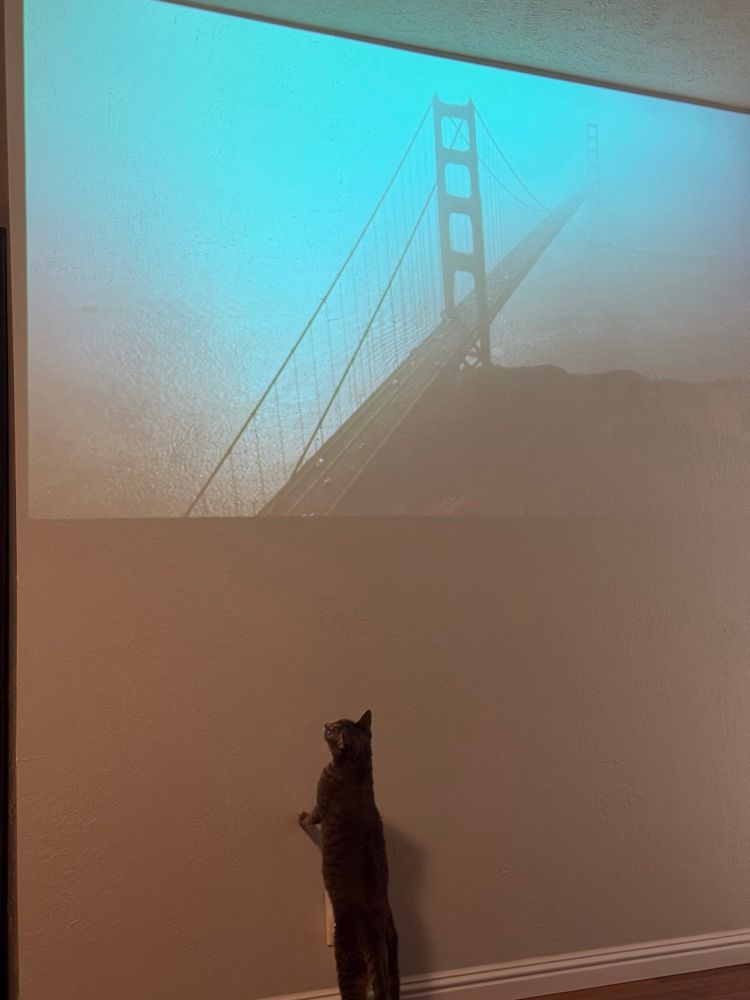 Silver gray tabby standing on hind legs looking at the Golden Gate Bridge playing on the wall via projector. 