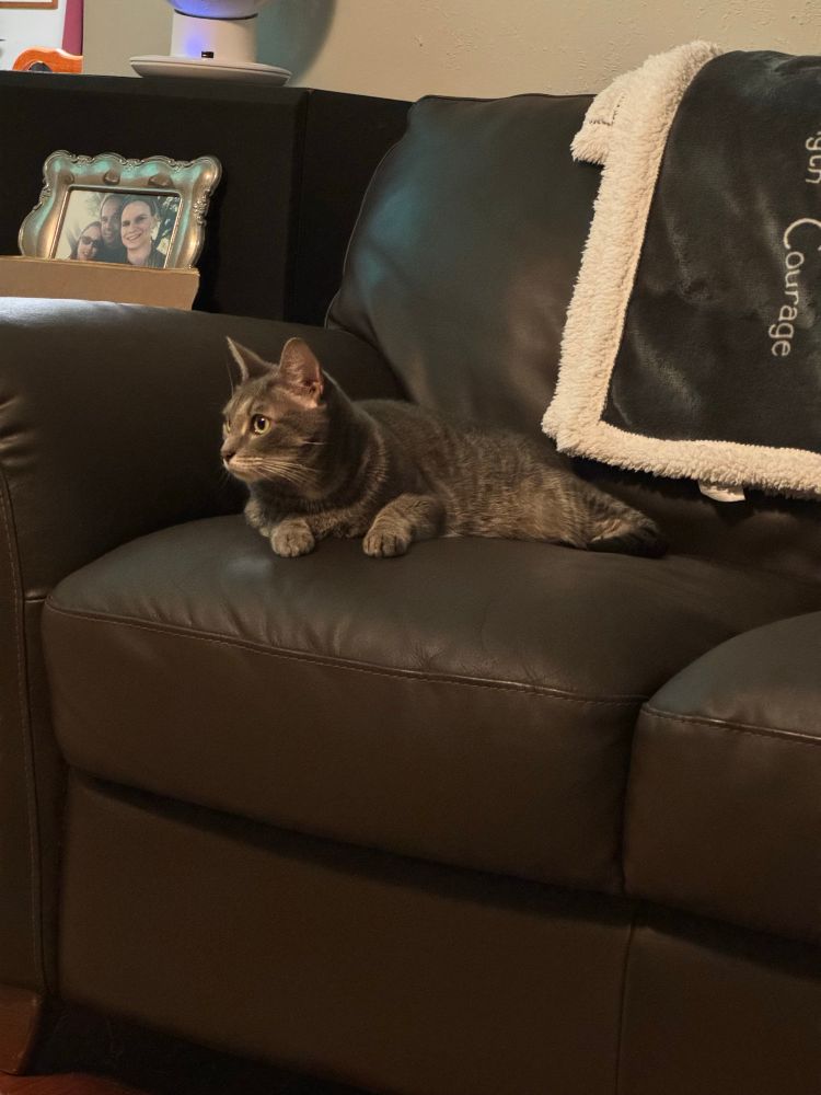 Silver gray tabby lounging on a sofa. Head lifted as she looks across the room. 