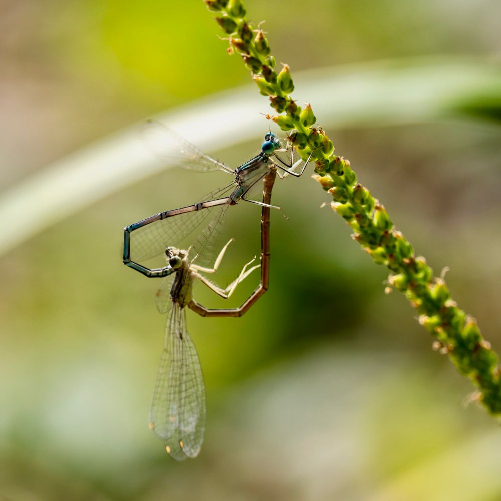 Zwei miteinander verbundene Libellen mit abgeknicktem Körper, die ein Herz bilden.