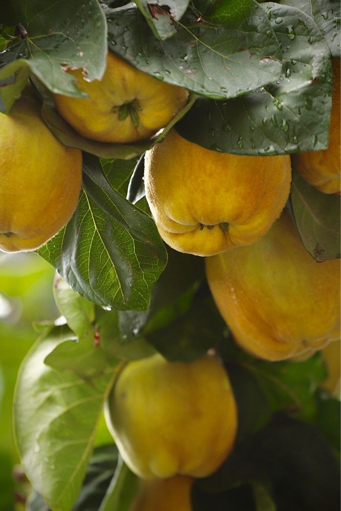 Quitten mit grünen Blättern