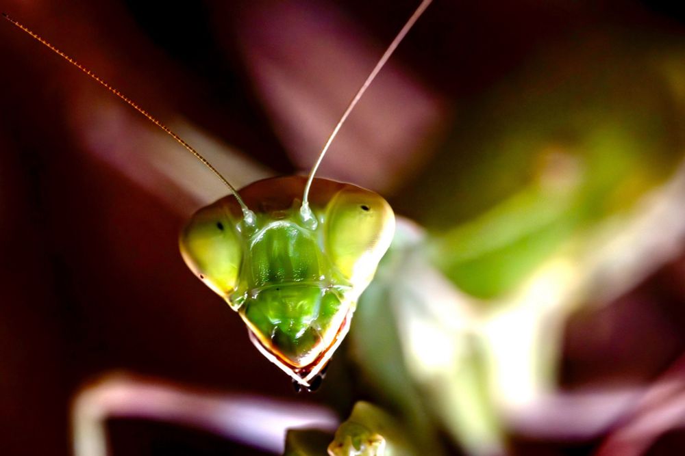 Portrait einer Gottesanbeterin, die ein wenig einem Alien ähnelt. 
