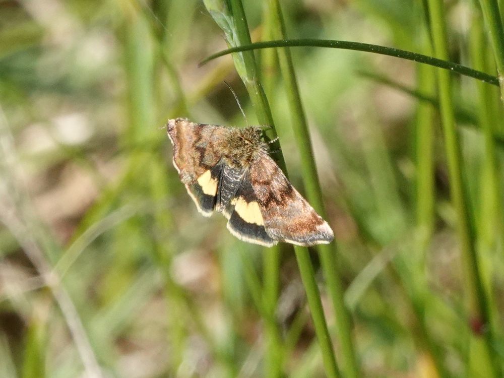 Small Yellow Underwing moth (Panemeria tenebrata) at Bradfield View Woodland Burial Ground, near Stannington.